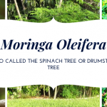 moringa, moringa oleifera, spinach tree,drumsticktree, healing foods